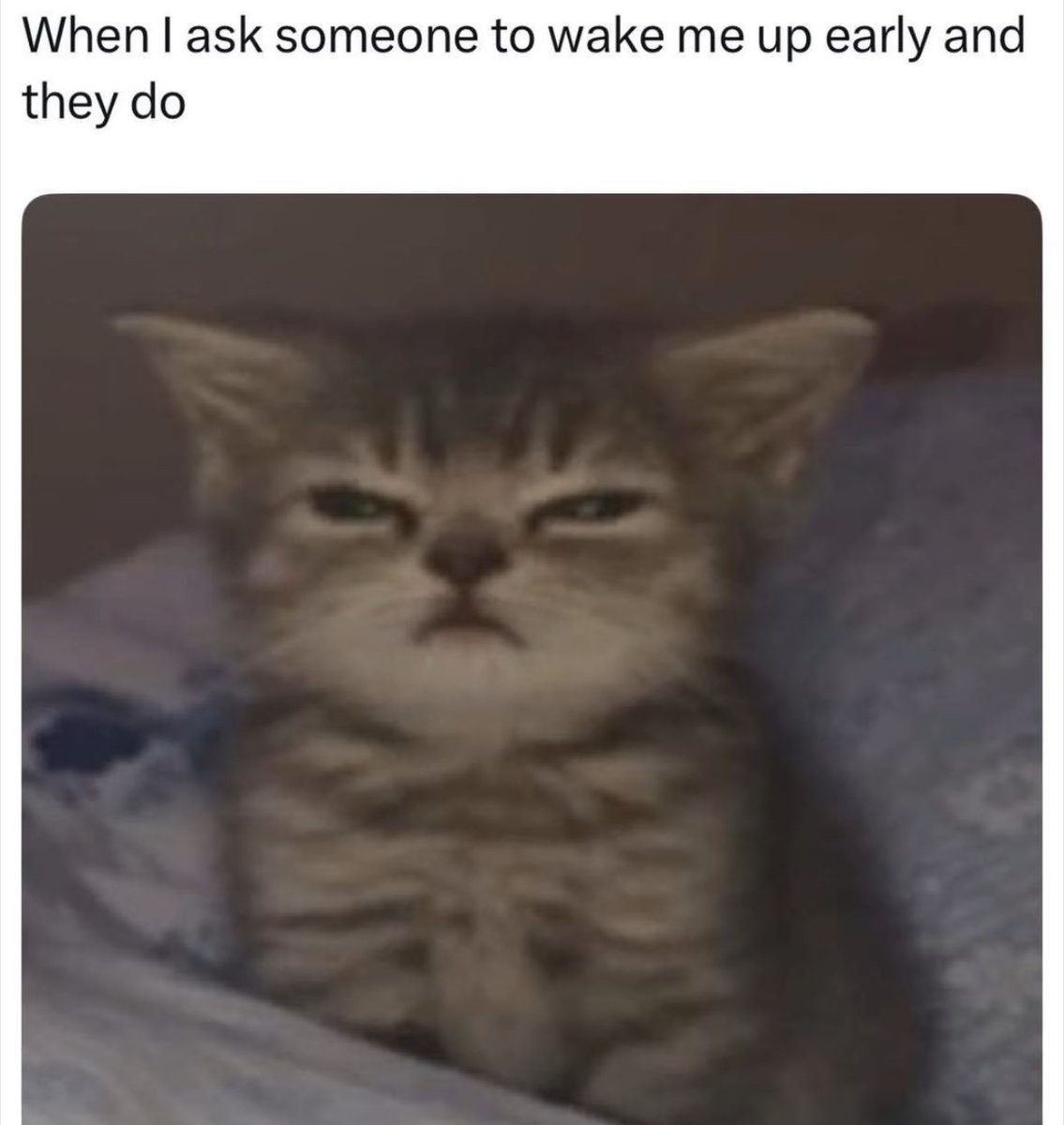 RespectfulMemes's tweet image. 