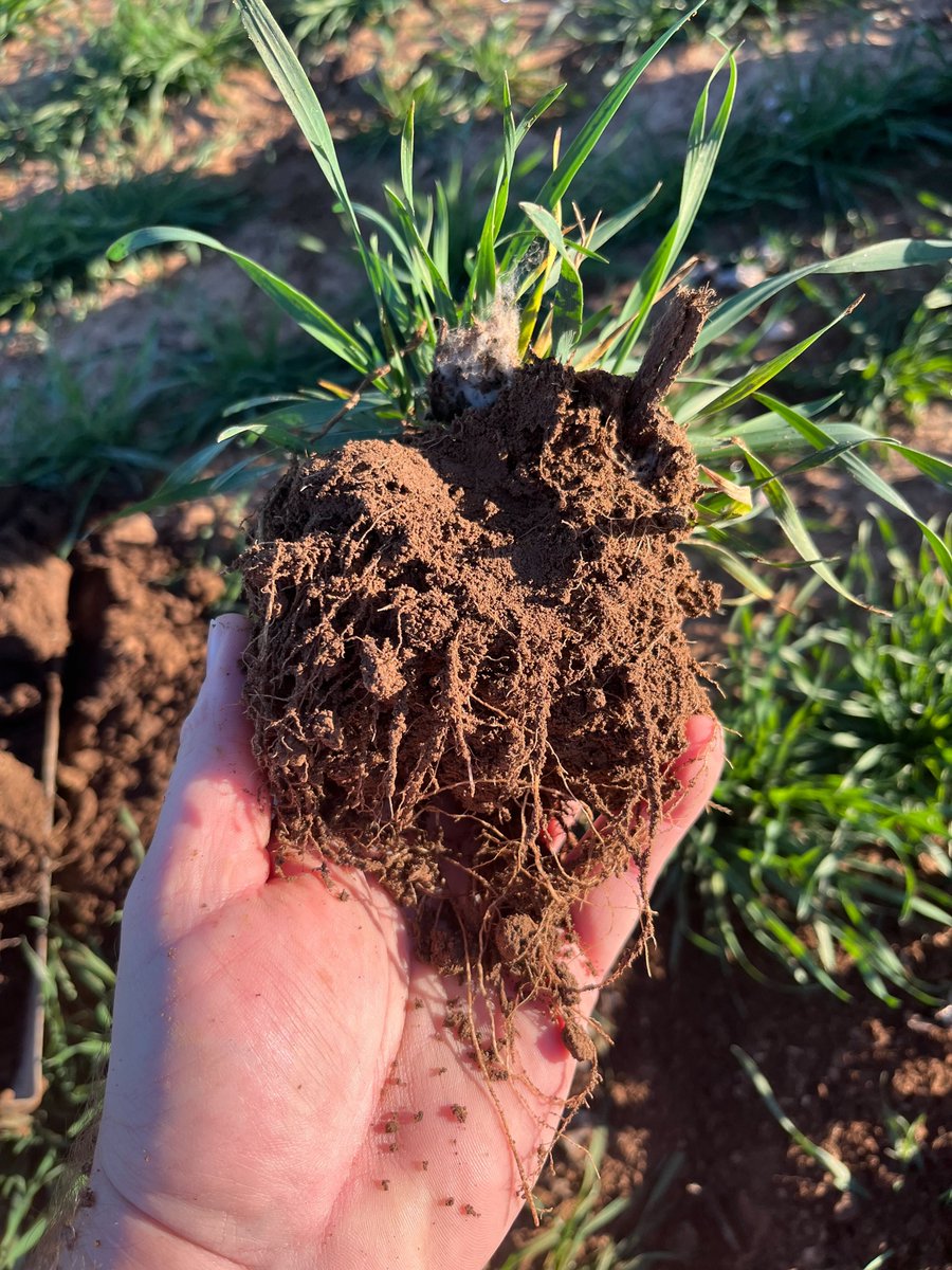 Ecogirdler's tweet photo. What we put into the soil matters—and so does when &amp; how we do it. Watching growers improve yield &amp; quality by dialing in nutrition &amp; timing never gets old. Those kinds of details are what drive transformation.
#Wheat #SoilHealth #TimingIsEverything #PlantNutrition #FarmSuccess https://t.co/2T8T9ZaTBg