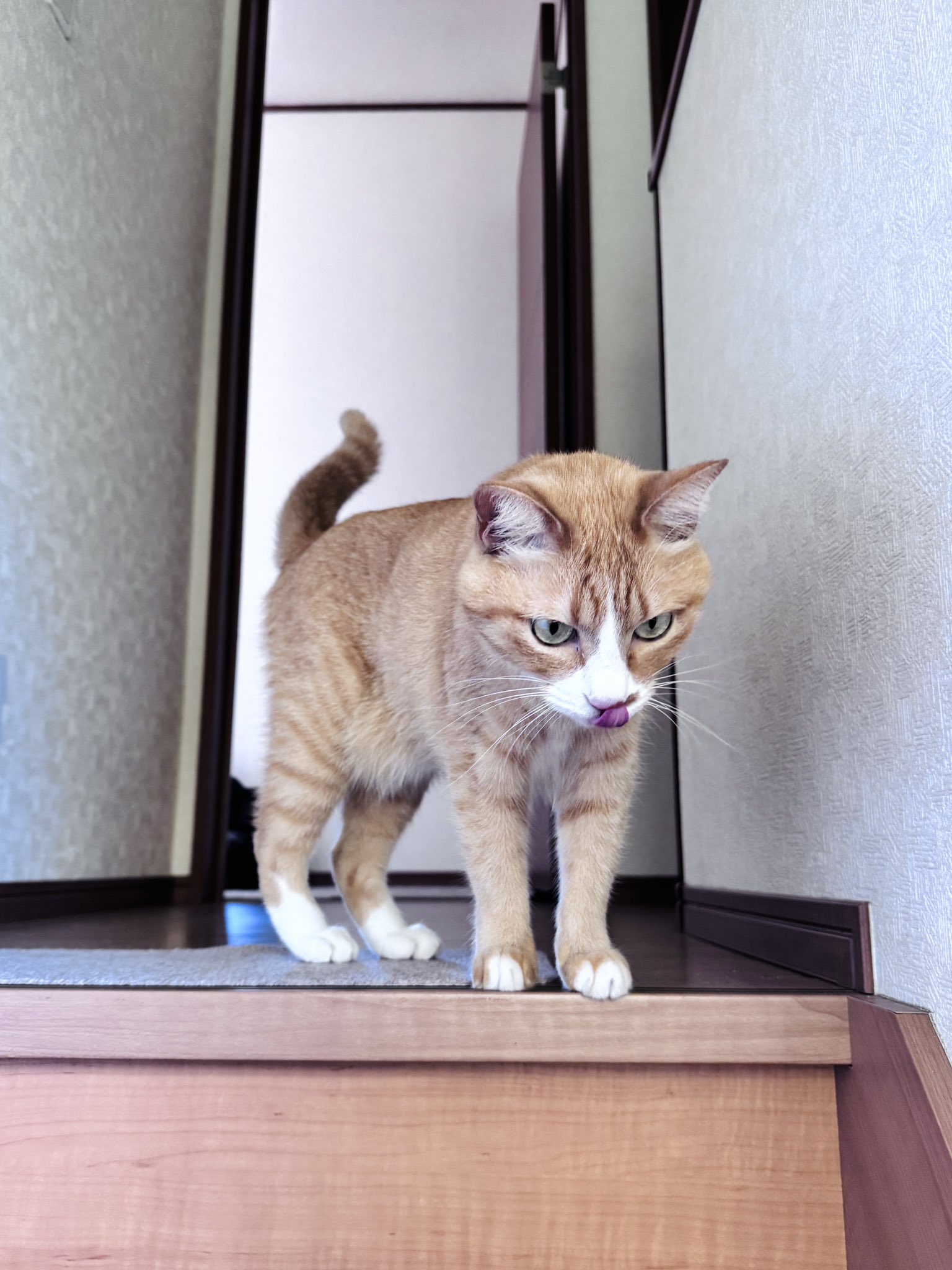 猫日是好日 (@hifukibouura) / X