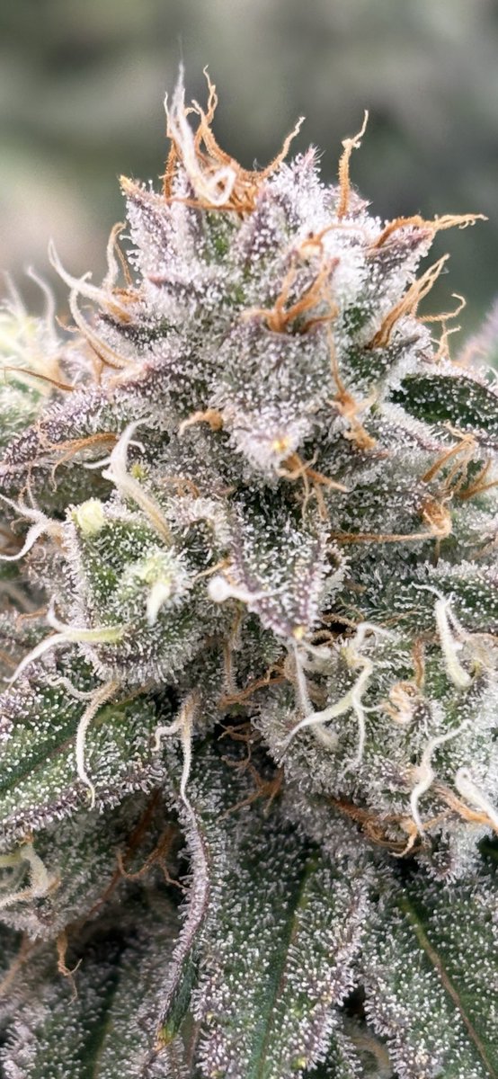 billsbud's tweet photo. Day 44 Planet Of The Grapes. #Mmemberville #cannabis https://t.co/4OOpF7KqDN