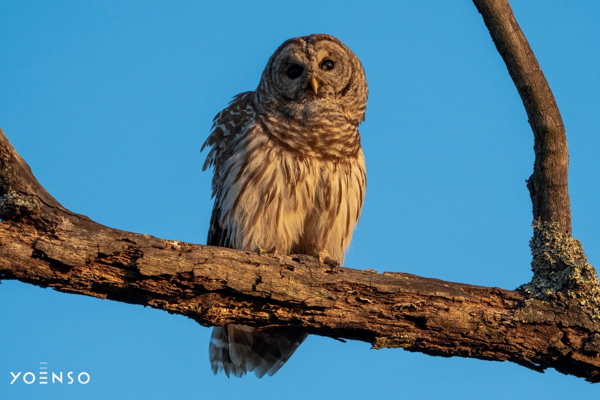 Will Huff tweet media