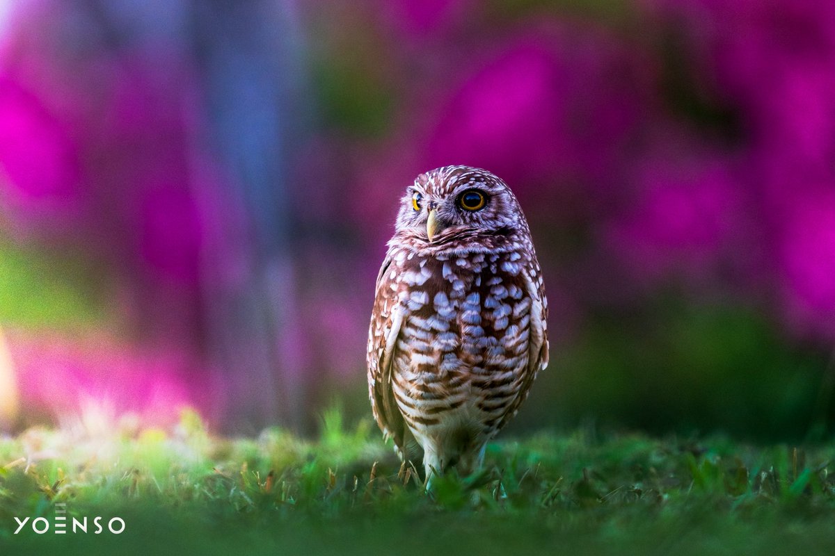 Will Huff tweet media