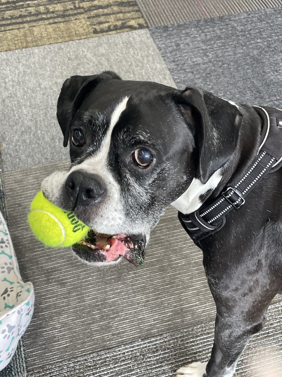 mattressdogzzz's tweet photo. https://t.co/QcBtkrgLyR
Don't Miss Out on Wrigley's Second Birthday Celebration Deals Day!
What Could Be Better Than Celebrating Twice!
Let's Party At Mattress Dogzzz Valley Park Today! https://t.co/o7JAvWVncq