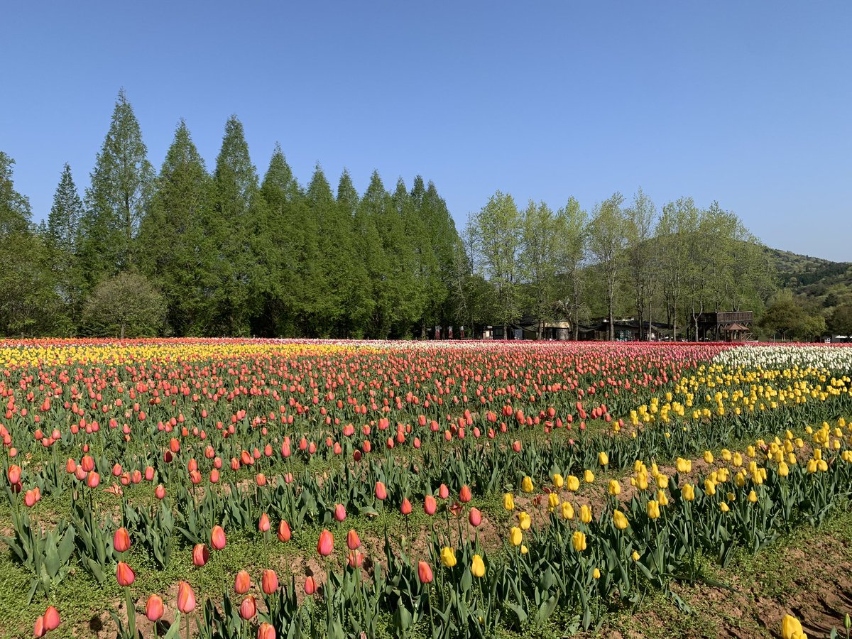 serakogen's tweet photo. 🌷full bloom🌷
🌷満開です🌷🌷 https://t.co/4CBuY1tmU4