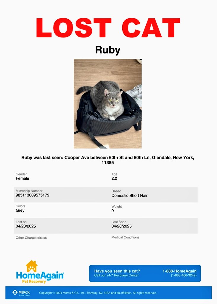 📢🇺🇲🗽🆘️⏳🚨😿💔Please RT to find Ruby #NYC #missingcat #lostcat #Queens #CatsOfTwitter #CatsOfX <a href="/HAPetRescuer/">HomeAgain PetRescuer</a>
