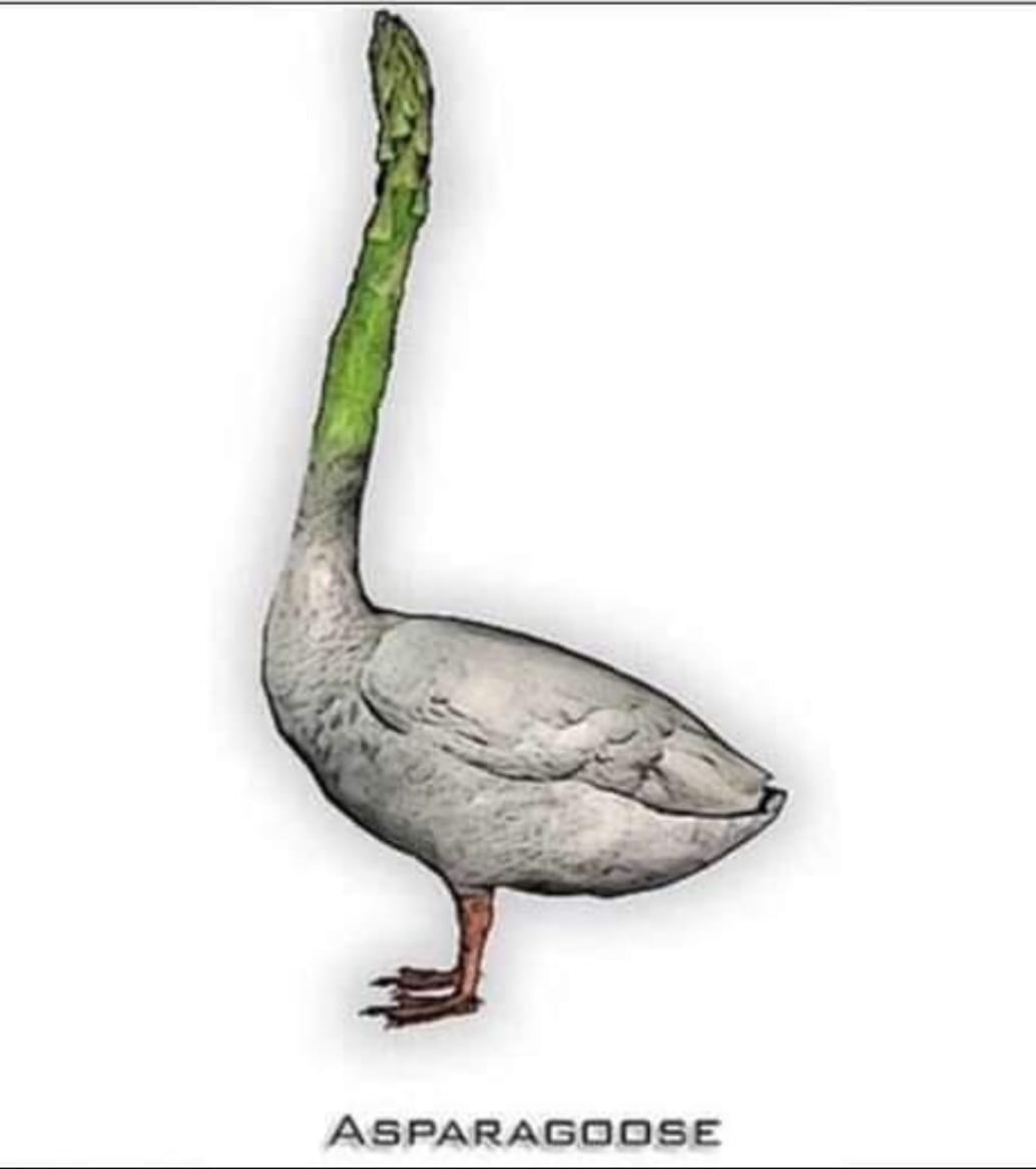 messedupfoods's tweet photo. Asparagoose https://t.co/ADZRwLwkgA