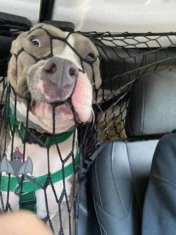 Compré esta red para que mi perro no me distraiga mientras manejo.

Pediré una devolución…