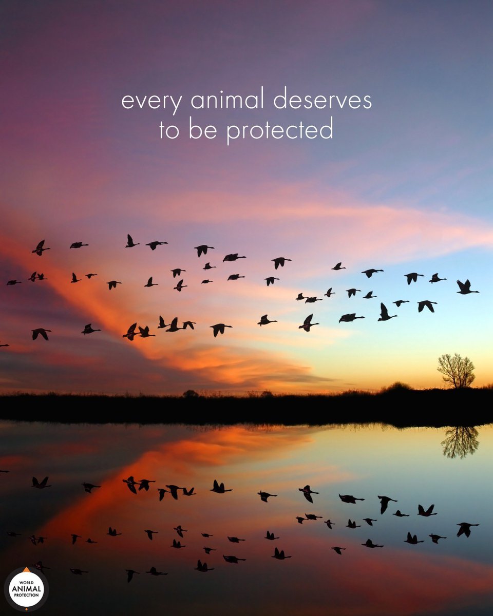 World Animal Protection US tweet media