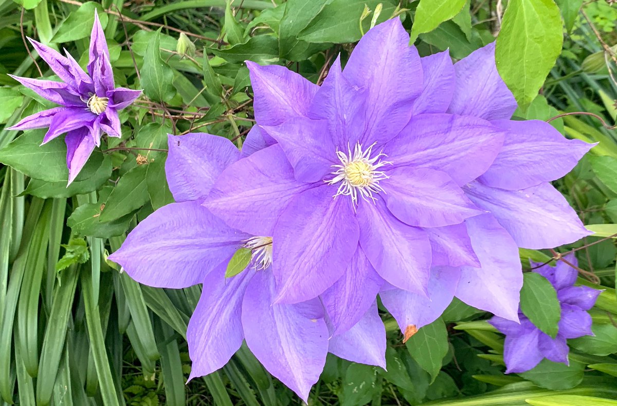 MamaFlowra's tweet photo. #seasonalplants
#flowers
#季節の植物
#clematisfloridathunb 
#クレマチス https://t.co/NO2allyASF