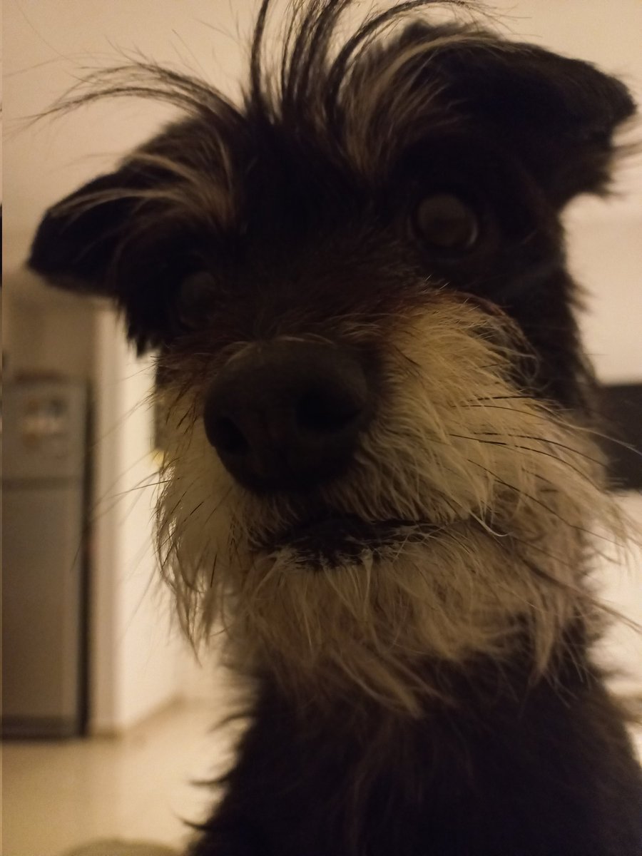 florcedolini's tweet photo. Hoy es el mejor día de fotos en instagram. Aguanten los animales y todo lo que podemos aprender de ellos. 
"Si nada nos salva de la muerte, al menos que las Milanesas nos salven de la vida". https://t.co/MzTr9pUz3f