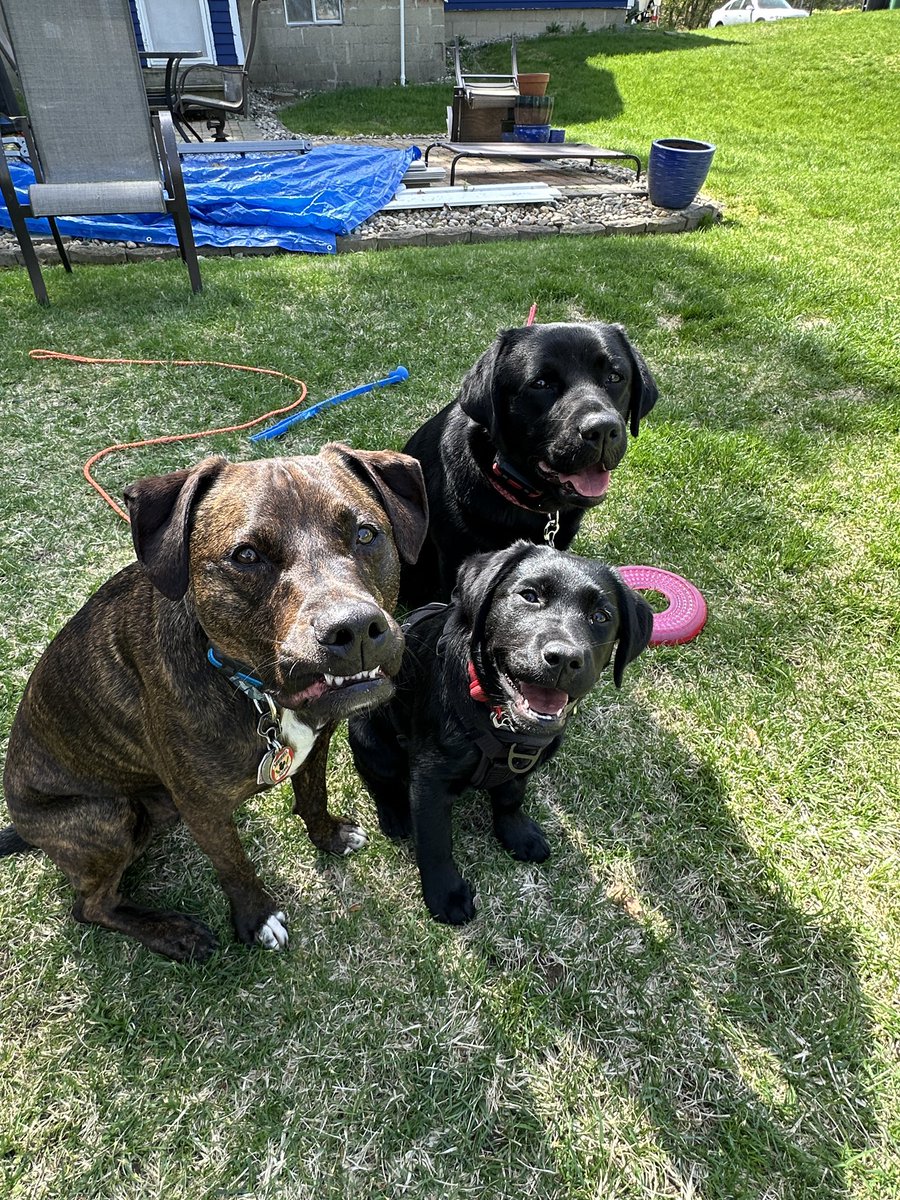 Happy #TeefOutTuesday and #TongueOutTuesday 😬😛😛
💙💜🩷 #rileywillowmollie #pittiemix #blacklabs #dogsoftwitter #dogsofx #puppiesoftwitter #puppiesofx