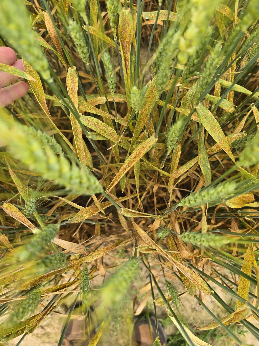 Terry Spurlock tweet media