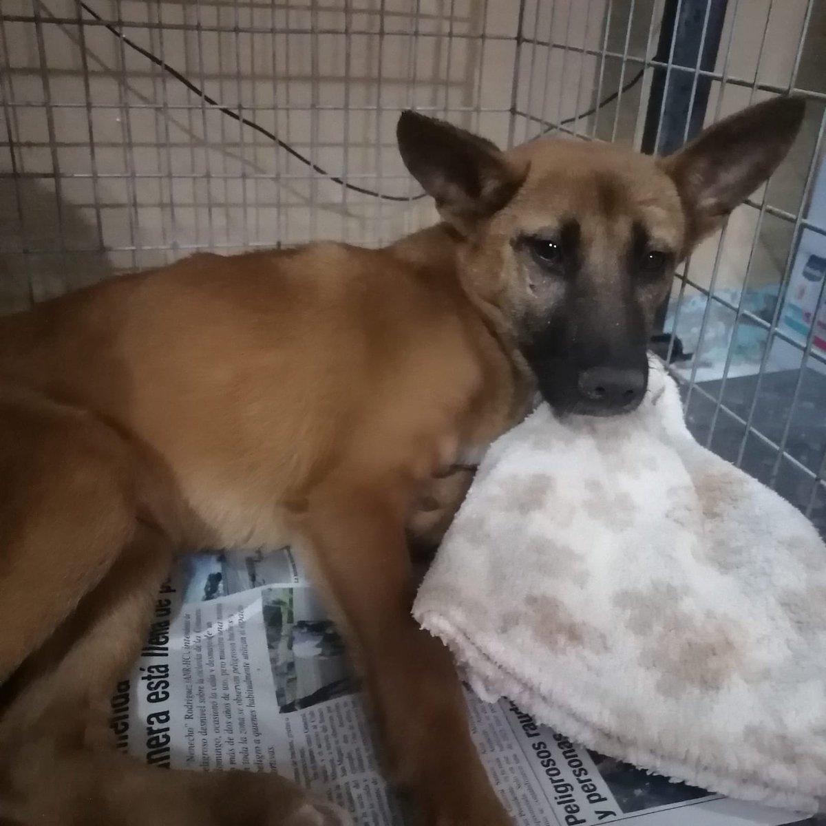 Estuvo horas tirado en la calle y desde que ingresó a la veterinaria está con esa carita de tristeza. Quizás el dolor del alma sea más duro que el físico para él ahora mismo. Nos das una 🐾 de ayuda? 🙏🏻
ORTIZ RODAS ADRIANA JAZMIN
Banco Familiar 
CI 5639606 
N° de cuenta 81704569