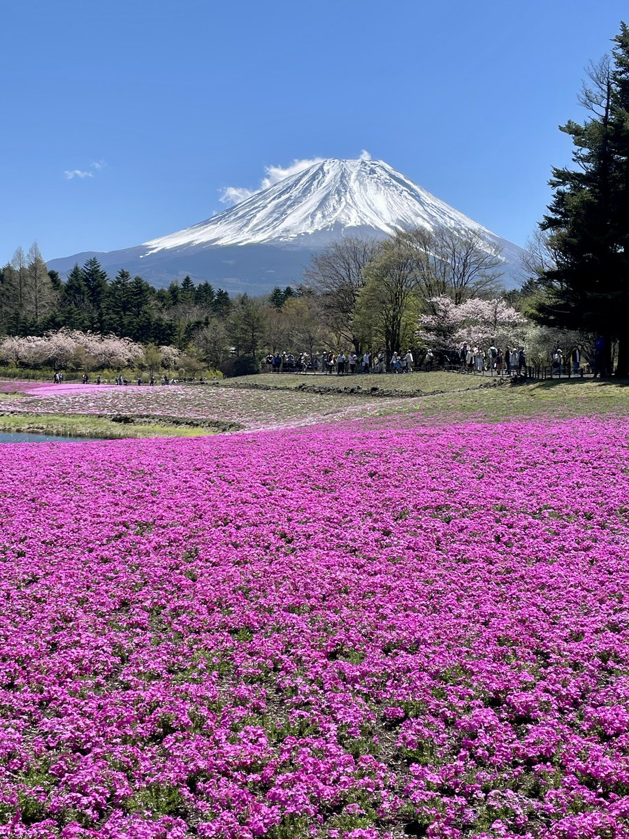 富士山の力はやっぱりすごいなあ。新刊校了の疲れが一気に吹き飛んだ！
#富士芝桜まつり