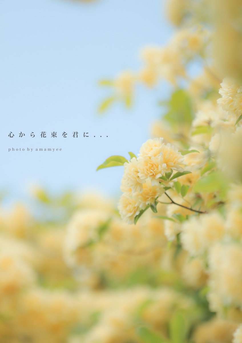 🌸あさみ🌸 (amamyee0331@) / X