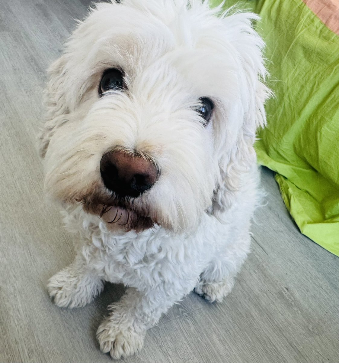 NeeraGuptaMD's tweet photo. I looked up to find Big Boy staring at me when I was completely absorbed in my work 🥹
❤️#Niko❤️ #DogsAreAngels #HeartDog #SoulDog #MySweetBaby #GrowthStudy https://t.co/UusMFYYgp3