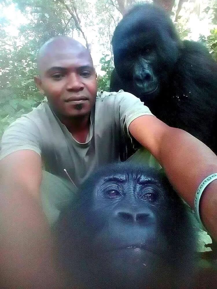 Anti-poachers takes selfie with gorillas they are protecting