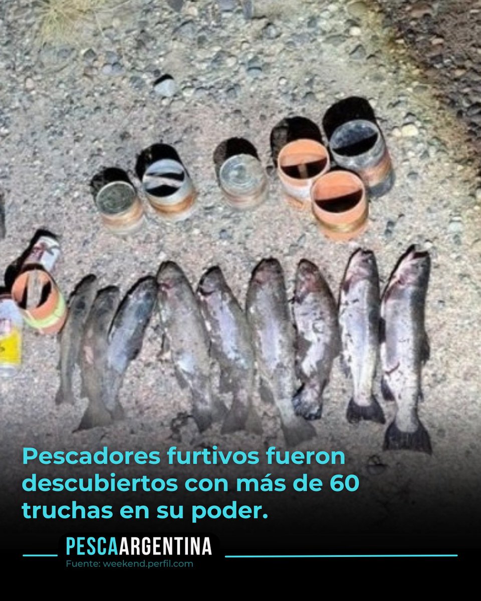❌️ Dos pescadores furtivos fueron descubiertos con más de 60 truchas en su poder.
🚨Se trata de aficionados que, amparados por la oscuridad de la noche, realizaron una importante pesca extractiva.
#depredacion #patagonia #pescailegal #pesca #truchas
Ref:weekend.perfil.com