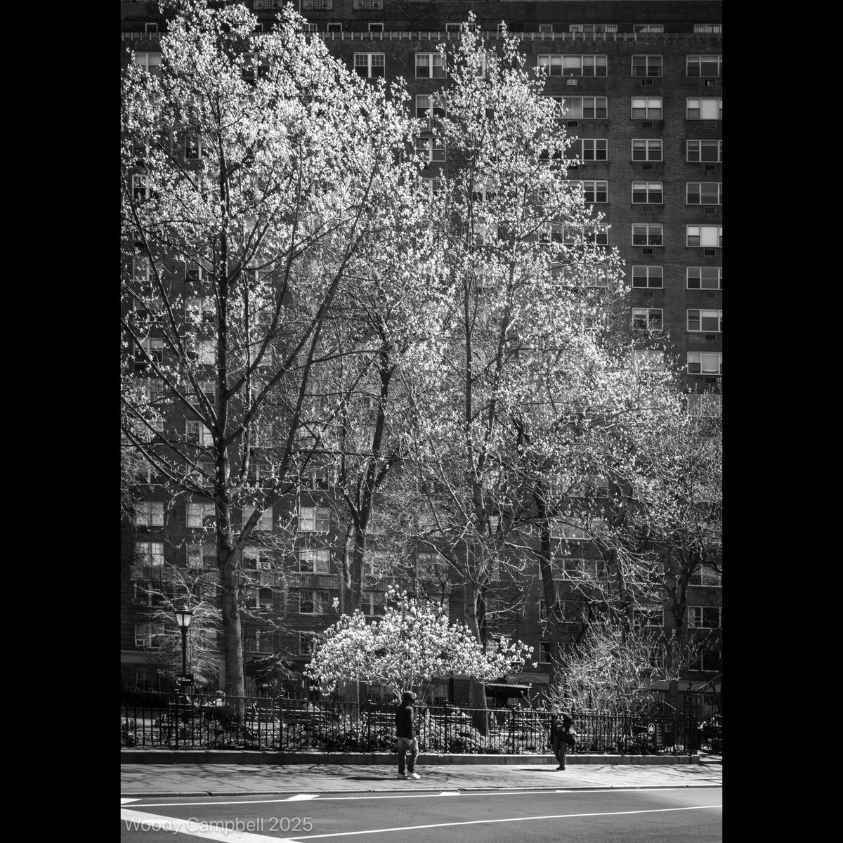 Woody_Campbell's tweet image. Now.  Spring elbows its way into Manhattan, blossoms exploding against brick and glass.  Day 5,657 of one photograph every day for the rest of my life.
#manhattanstreets #springinnyc #leicamonochrom #urbanbloom #dailyphot