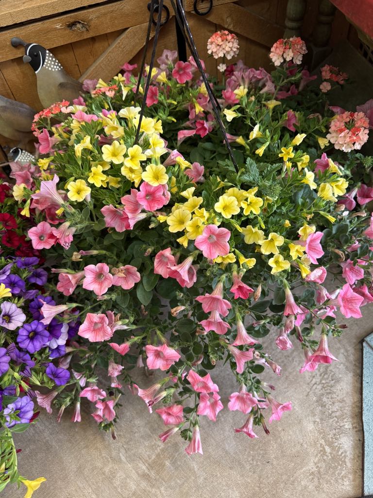 Neill'sFlowers&Gifts tweet media