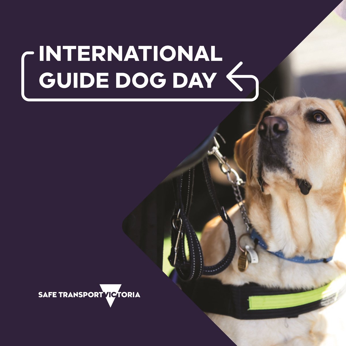 CPVVic's tweet photo. Happy #InternationalGuideDogDay!

Today we're celebrating the amazing guide dogs &amp; assistance dogs that support our passengers.

These dogs are service animals, not pets. Whether you're a dog person or not, they're allowed in every Victorian CPV.

More: https://t.co/qmerQiglU5 https://t.co/LyAEDUlCoJ