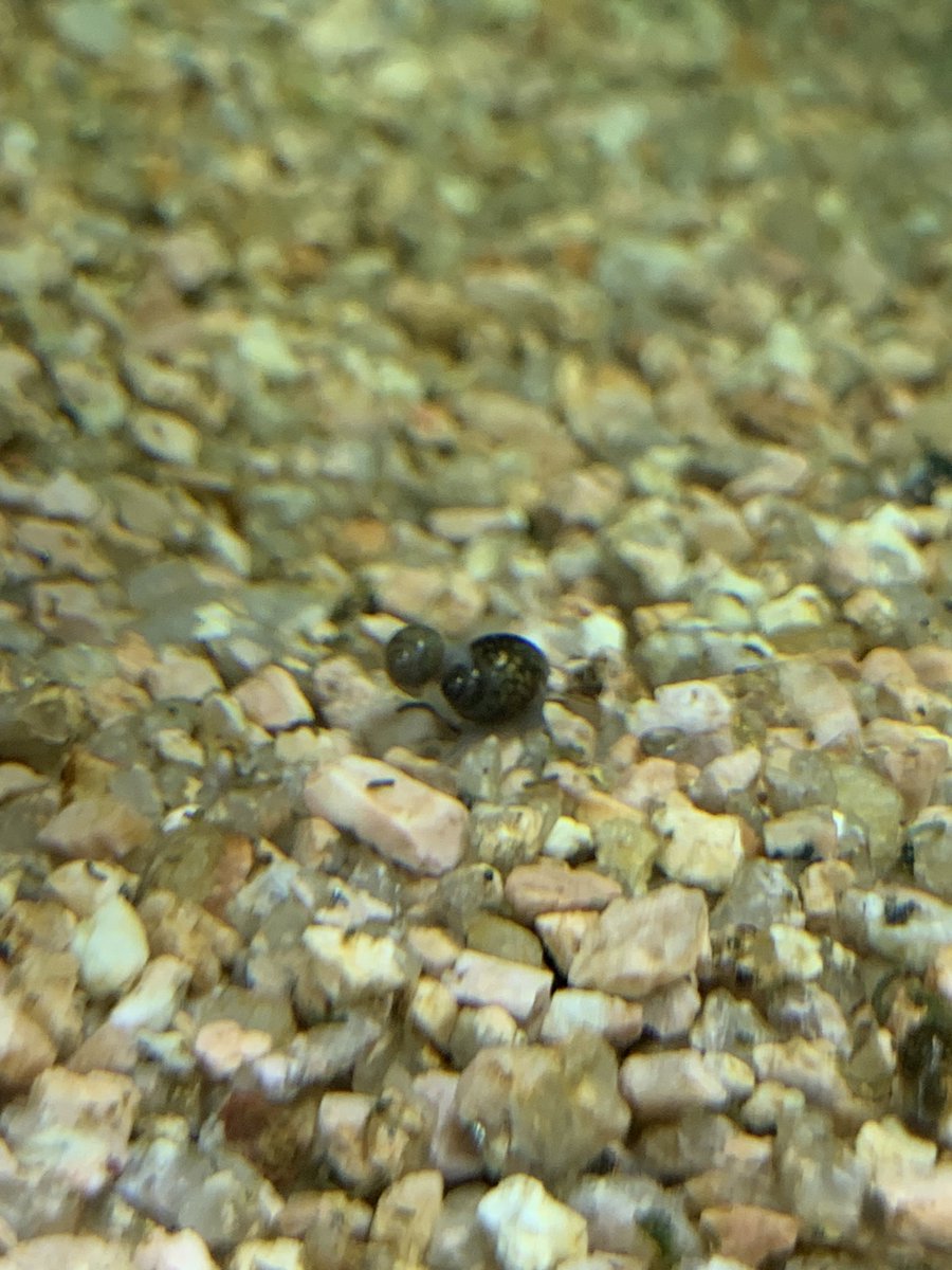 朝家出る前に熱帯魚水槽みたら、スネイルが子供おんぶしてたー!笑
かわいー!笑

 #アクアリウム
 #熱帯魚