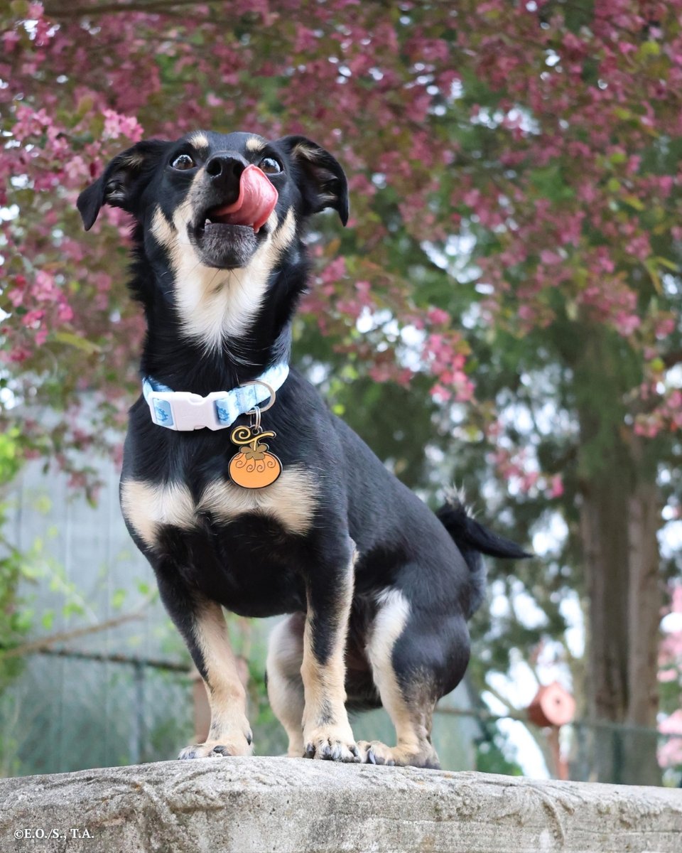Pawsonify's tweet photo. 🐺 Only thing stronger than their loyalty? Their power. The Dog-Dog Fruit Tag, inspired by Yamato, is ready for adventure.
Now available for pre-order—plus, we’ve got more Zoan power coming soon. 👀
#DogDogFruit #Yamato #ZoanPup #OnePiecePets #PawsonifyStyle https://t.co/Ja57x6XhEw