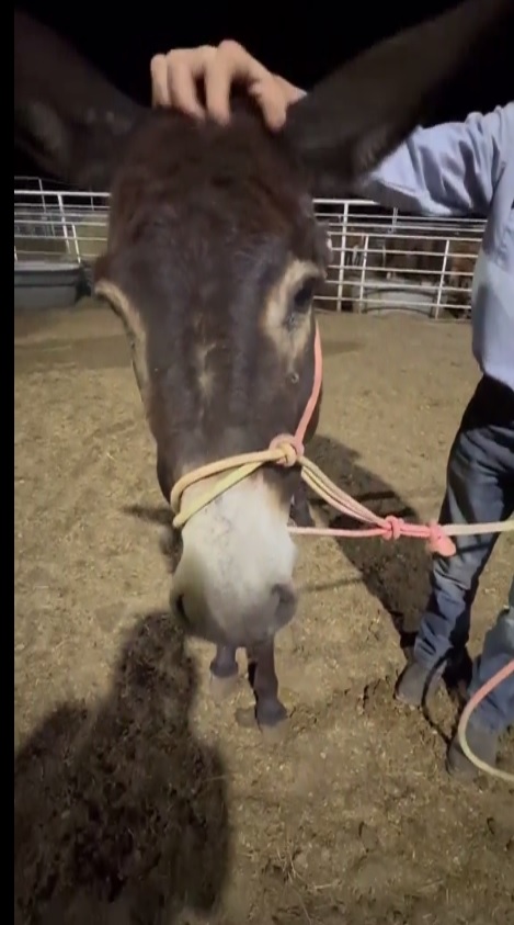 Salvation Wild Mustang Sanctuary tweet media