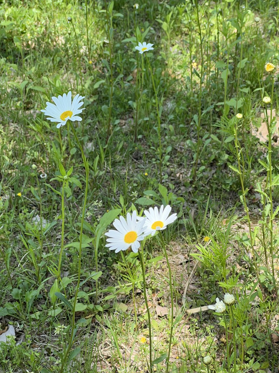 glitting_hoho's tweet image. 아름다운 봄을 봐 아름다워