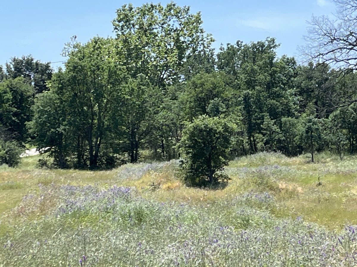 touchearth's tweet photo. California wild flowers. The color is so fleeting. Every day and soon it will be summer. #California #nativeflowers #vernalpools https://t.co/TXZjysD4cX
