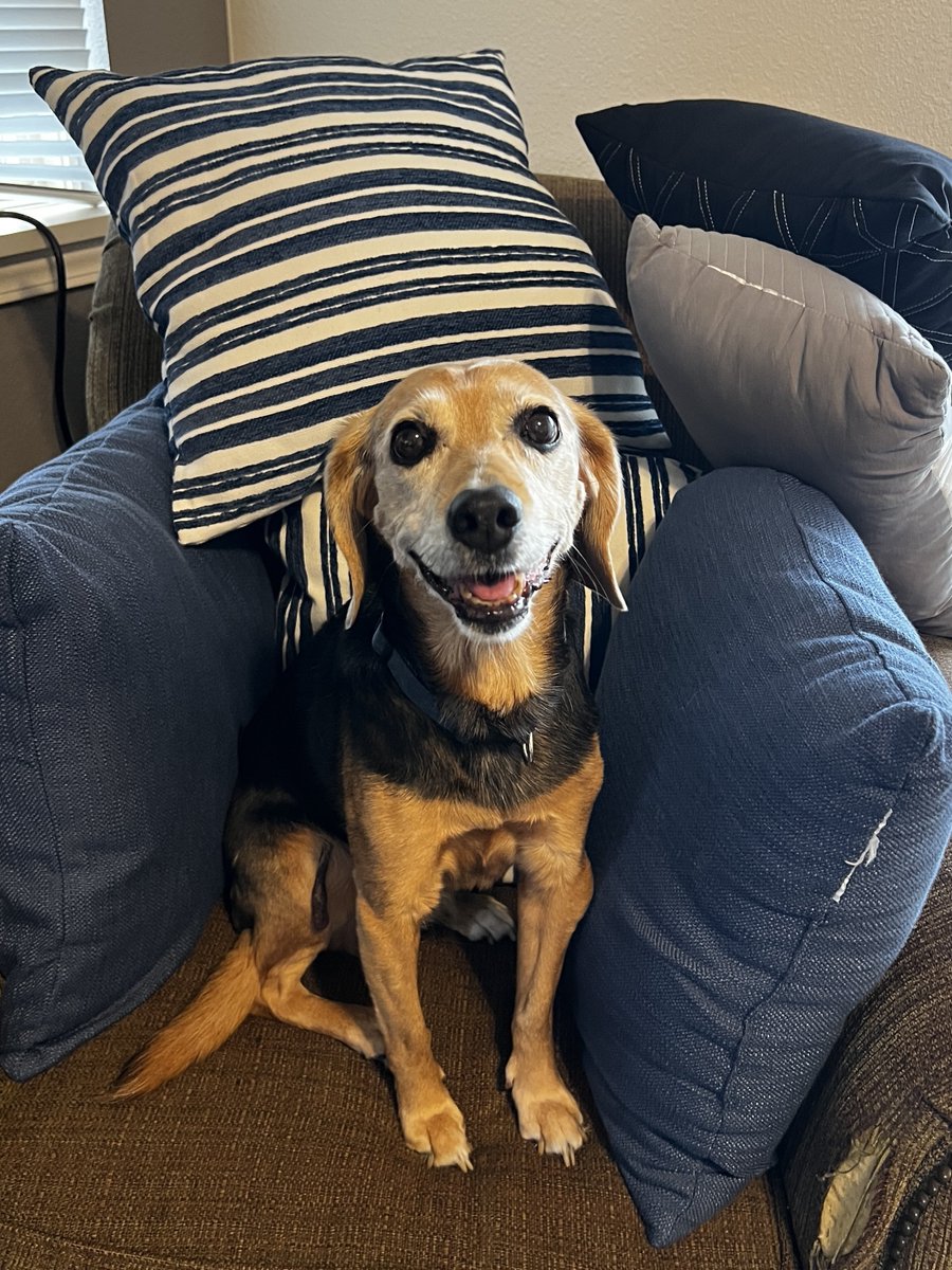 Molly found herself a pile of pillows 😂