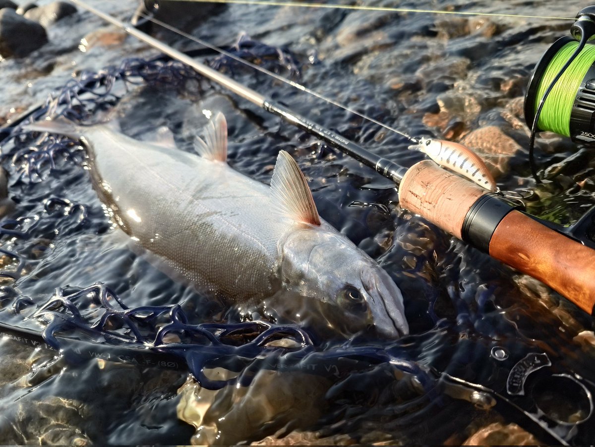 himajin6396's tweet image. 朝日が出たタイミングでズドン
ええアタリと、ええ引きで大満足。
この時期の銀ピカが一番好き。
ヒットルアーはムックリ52F、ロッドはエンハンサーのプロトモデル。
ネットインの瞬間にポロリだったから、ロッドの追従性に助けられてキャッチ出来た感じ
36cm
#PR
#TIMCO
#ムックリ52F
#エンハンサー