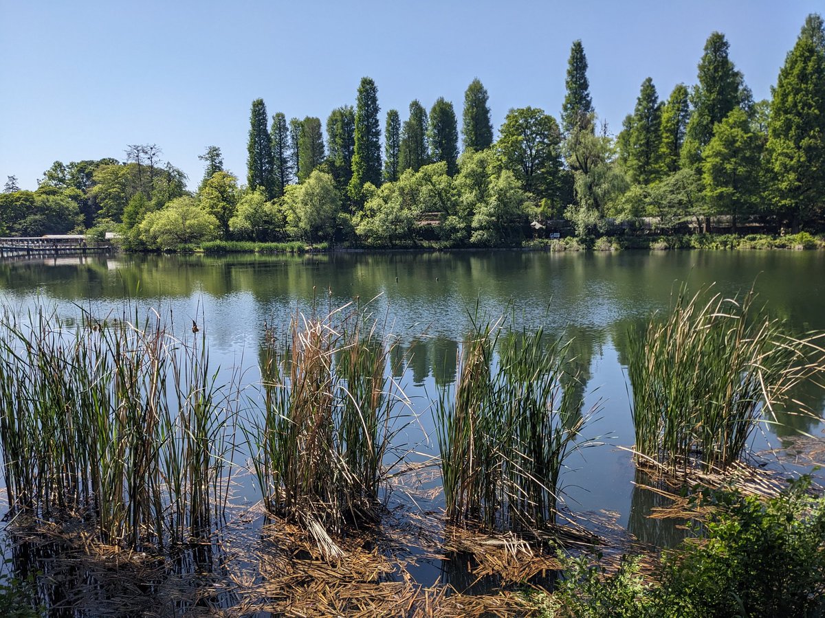 askrang's tweet photo. 井の頭公園 https://t.co/I3j16WN5Fo