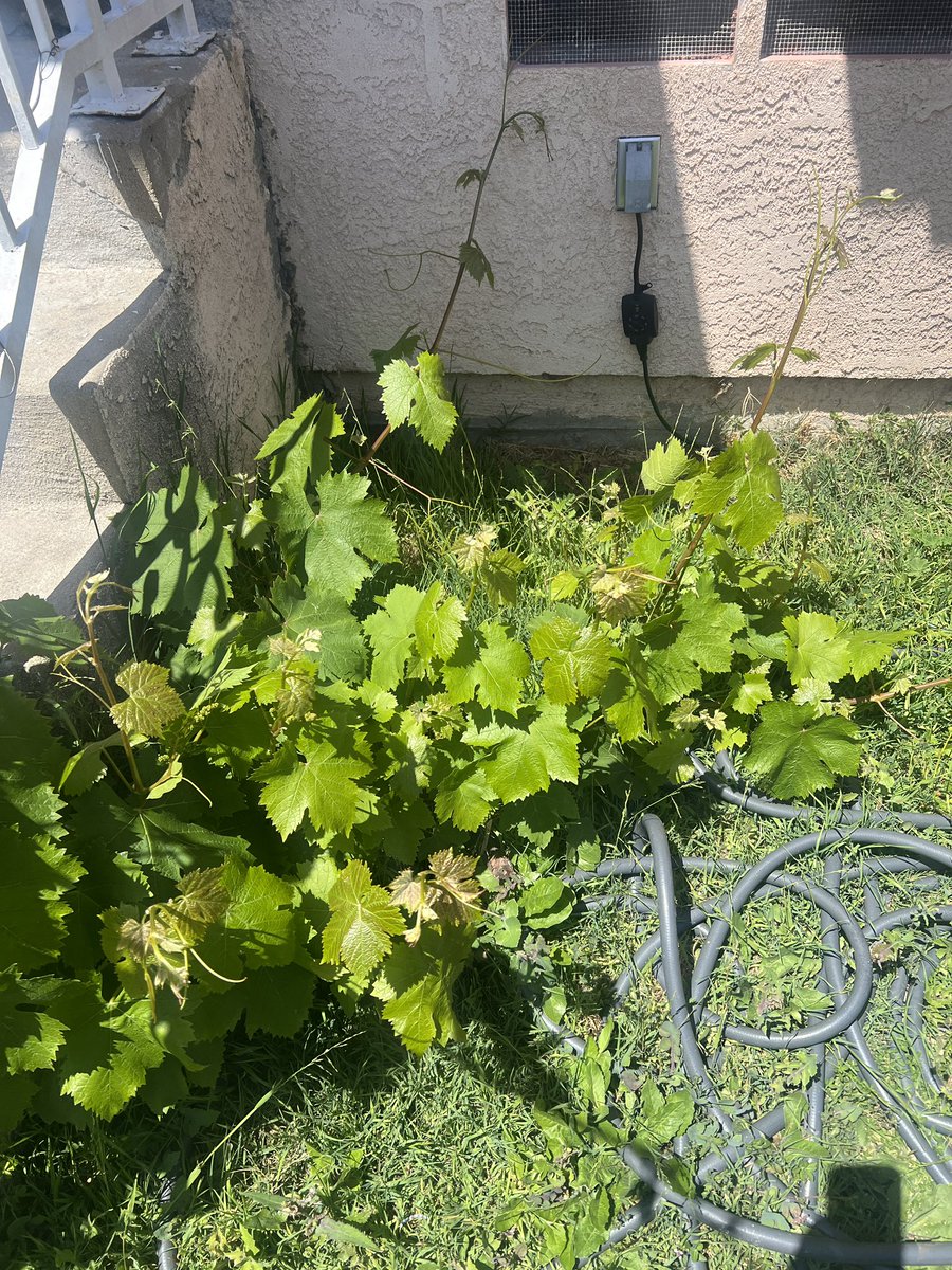 Grape bush <a href="/ALottinLA/">A Lott in LosAngeles</a> #GardeningTwitter