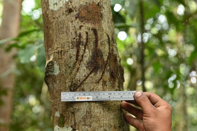 IntTigerProject's tweet image. Amazing wildlife signs in Sumatra! 🐅 Thanks to our supporters for protecting these forests and animals. This program is a collaboration with our partners at Centre for Orangutan Protection and the Ministry of Forestry 🌳