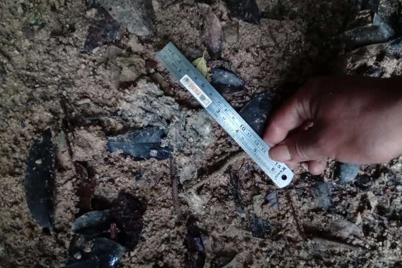 IntTigerProject's tweet image. Amazing wildlife signs in Sumatra! 🐅 Thanks to our supporters for protecting these forests and animals. This program is a collaboration with our partners at Centre for Orangutan Protection and the Ministry of Forestry 🌳