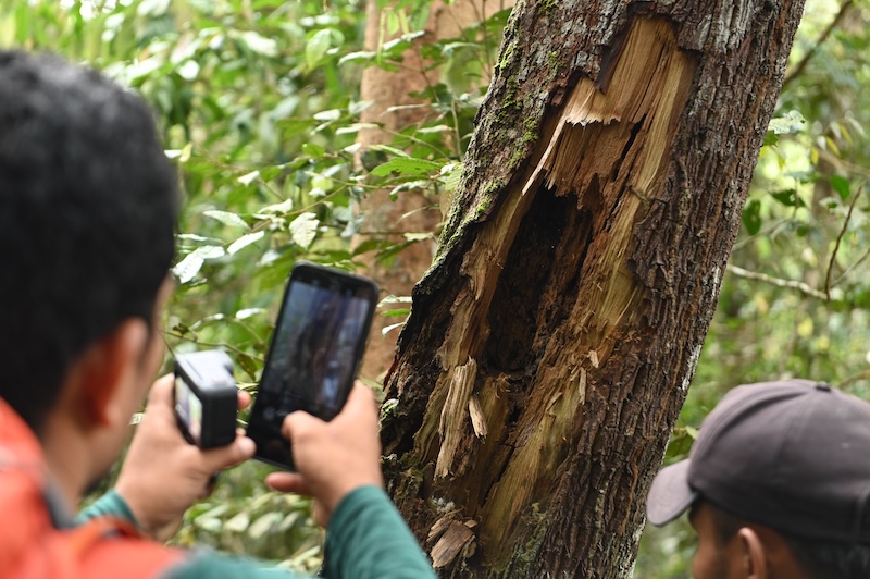 IntTigerProject's tweet image. Amazing wildlife signs in Sumatra! 🐅 Thanks to our supporters for protecting these forests and animals. This program is a collaboration with our partners at Centre for Orangutan Protection and the Ministry of Forestry 🌳