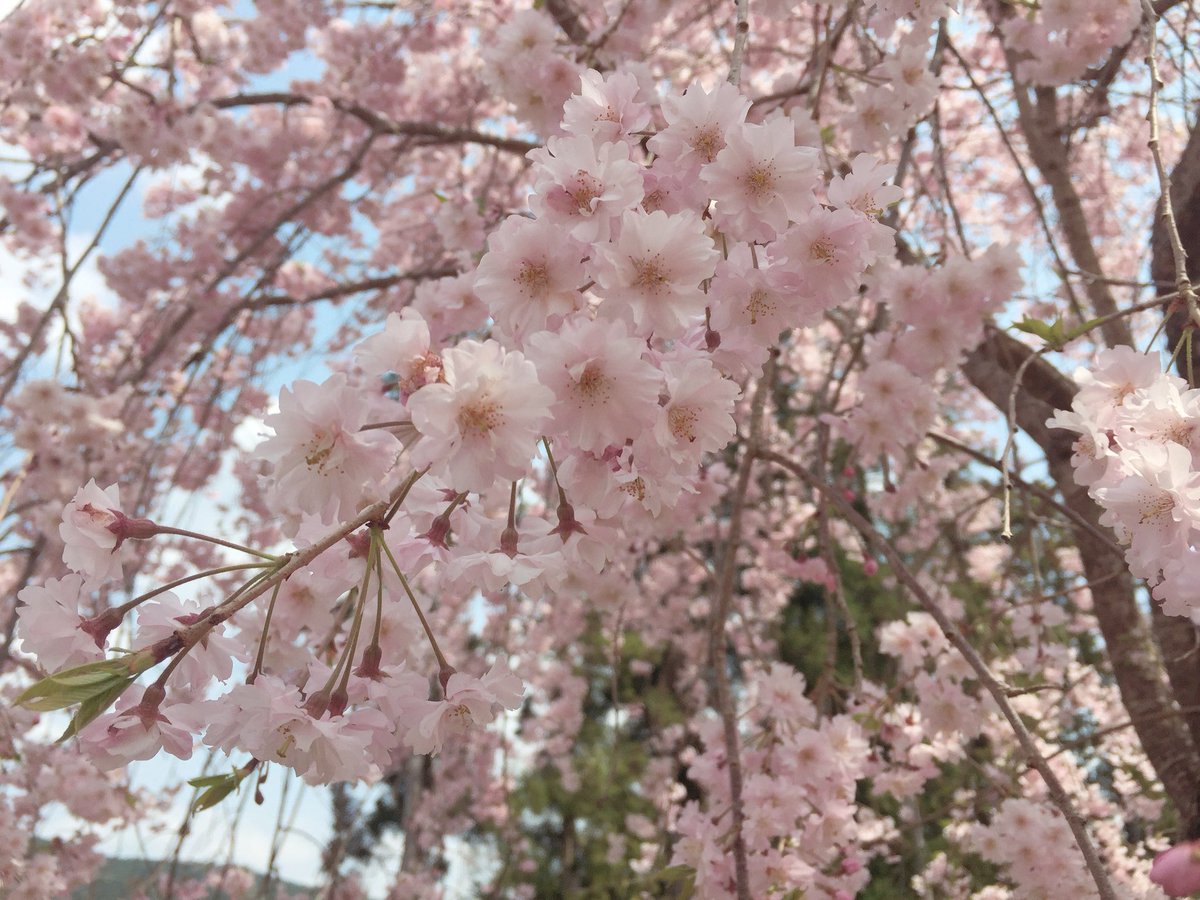 shintaniyuzumi's tweet image. 【ご報告】