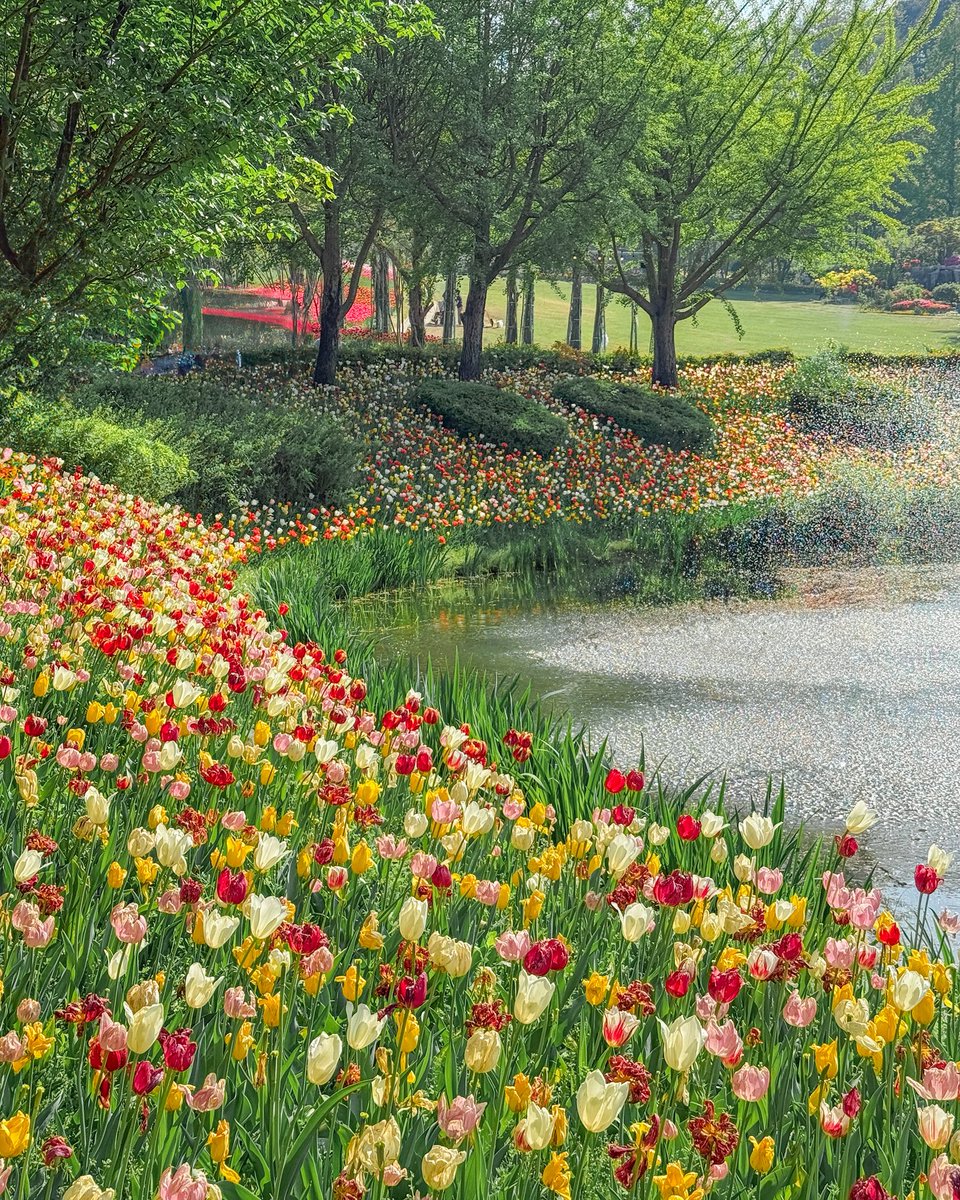 평생 볼 튤립을 다 본 기분이다.