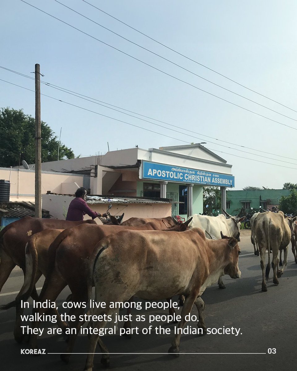 mofa_koreaz's tweet image. Spotlight on a special visitor to the Korean Consulate General in Chennai, India.🐮 Swipe through to find out how this special visitor conveyed a message of friendship!🌿✨

#koreaz #Embassylife #Embassy #KoreanEmbassy #SpecialVisitor #Cow #Calf #CulturalConnections