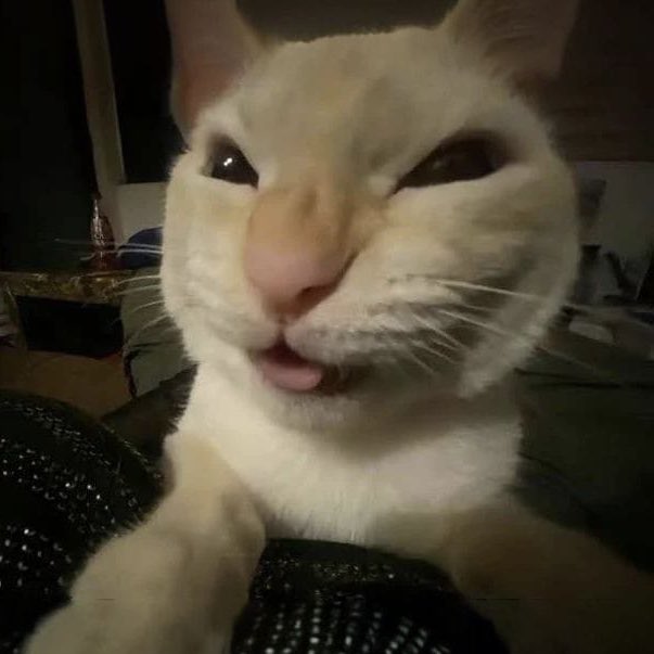 tófani cats (@tofanicats) on Twitter photo 