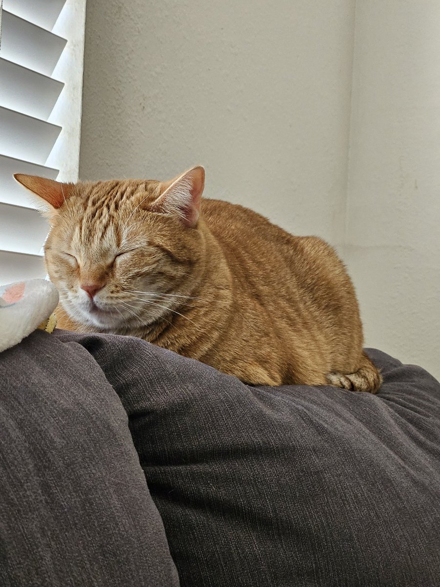 Meditating Cheeto 😍❤️