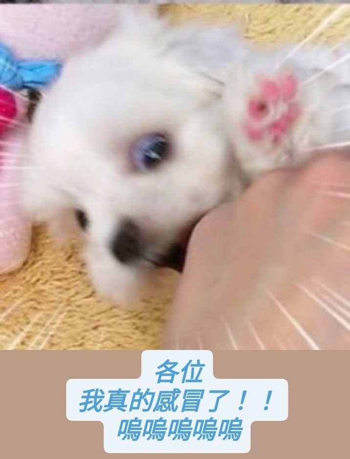 德洛拉Delora💙🧛🏻努力賺錢的佛系VT💵 tweet media