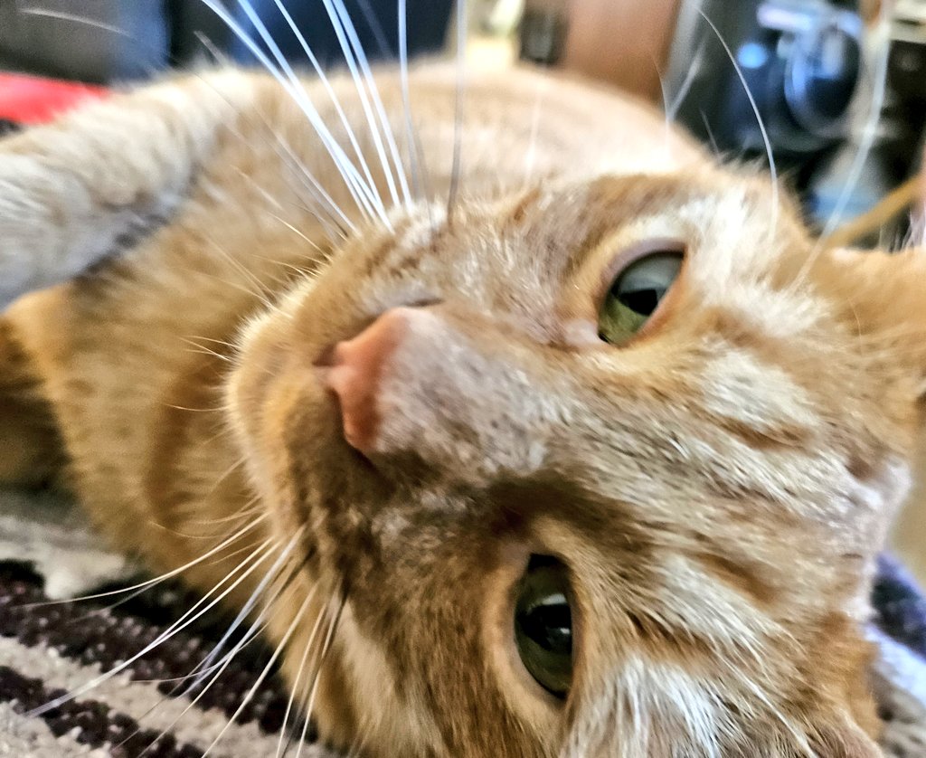 Mama says I am the light of her life, but I am not a light, I am a cat. She must be tired 😹