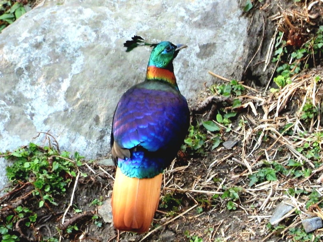 anuradhamathur's tweet image. Lifer Alert! My dream bird, Himalayan Monal, state bird of #Uttrakhand Never thought i would travel to that altitude of Chopta village! The bird is stunning and what a riot of colurs #himalayas #IndiAves #ThePhotohours #BBCWildlifePOTD #nature #birds #Nikon #Chopta @UTDBofficial