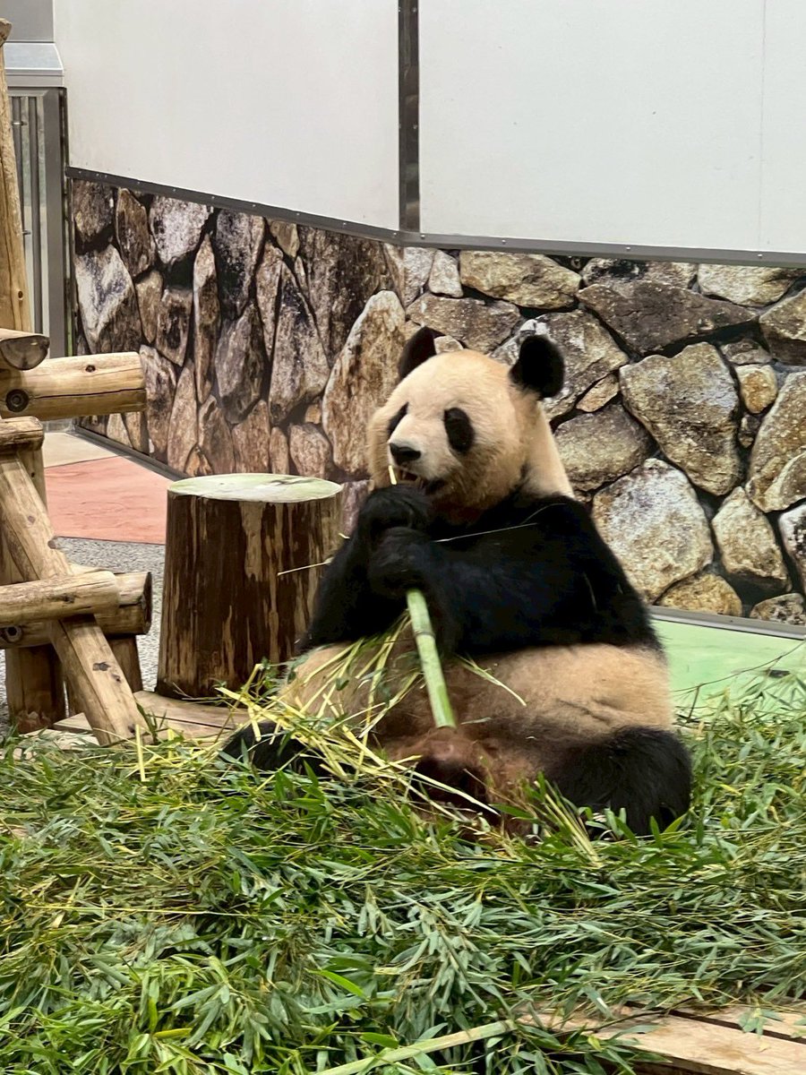 mjs_hachioji's tweet image. 今週もお疲れ様です😌
株式会社ミロク情報サービス八王子支社です!
GWいかがお過ごしですか??
私は早速南紀白浜へ旅行してきました✈️
アドベンチャーワールドで🐼も見れて大満喫でした〜✨
#ミロク情報サービス #MJS #MJS八王子支社 #南紀白浜 #企業公式 #企業公式つぶやき部