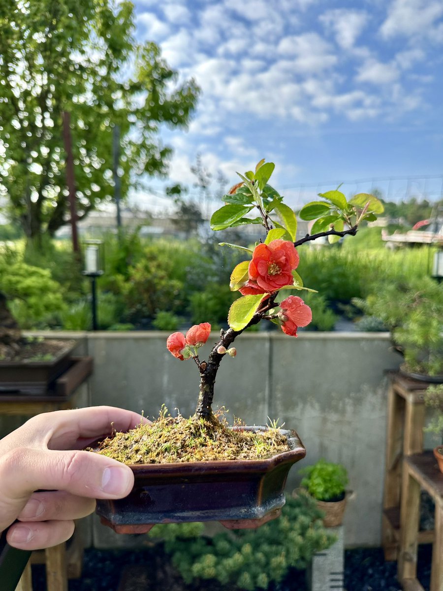 Gm! Enjoy the little things!

Japanese Quince Bonsai