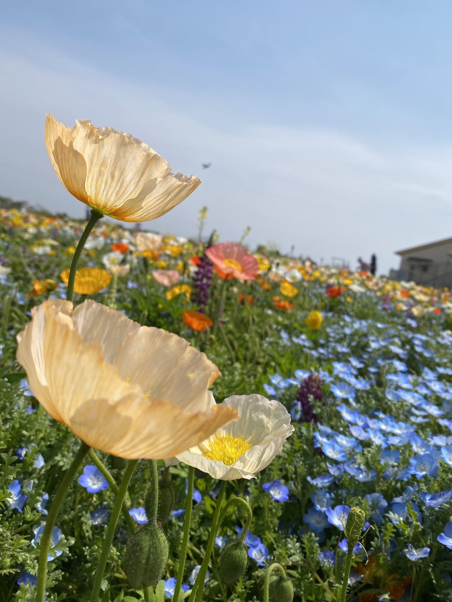 明日から5月ですね😌🎏
GWいかがお過ごしですか？？

私は先日お花畑に行きました😊💐
シェアはぴ〜〜🌷🌼🪻
