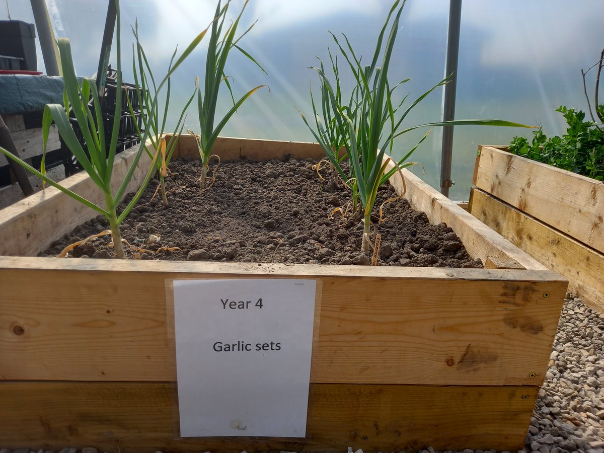 We’ve achieved RHS school gardening awards level 1,2&amp;3! 

Spring is a busy time with young plants. In the poly tunnel we have English marigolds and broad beans. Sweet peas, runner beans, lettuce and radish, cauliflowers, garlic and onions.
<a href="/The_RHS/">The RHS</a> #RHSschoolgardeningaward