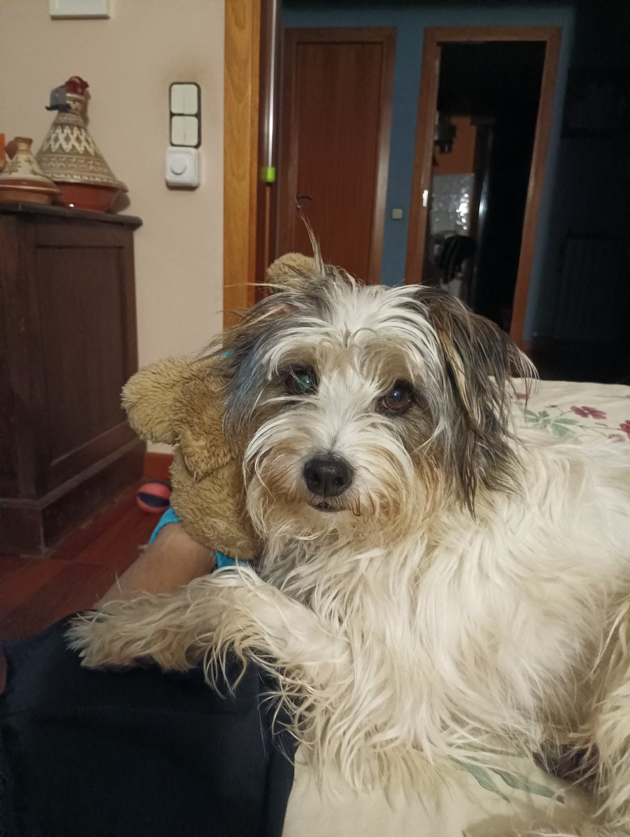 Bibisroda's tweet photo. El reguapo de casa 😍 https://t.co/K3b9eFsJFp
